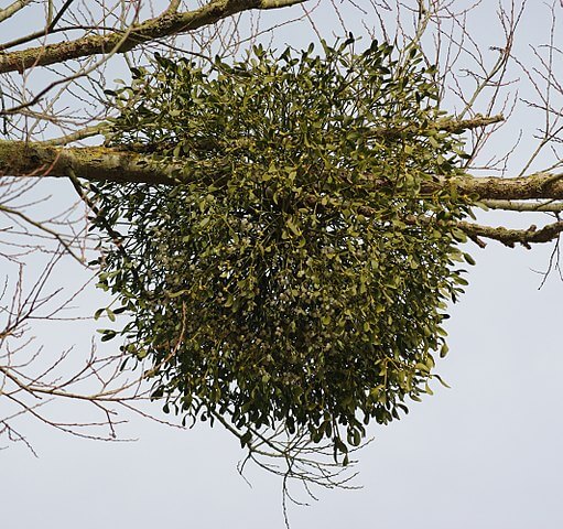 نبات الدبق (mistletoe)