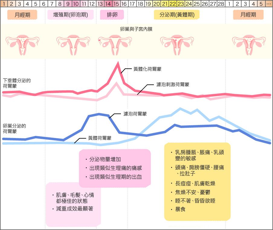 Weiblicher Menstruationszyklus