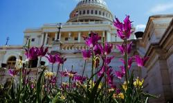 Featured image of post ¿Cuál es la diferencia entre el Senado y la Cámara de Representantes de Estados Unidos? ¿Qué poderes tienen respectivamente? ¿Cómo se determina la proporción de representantes de diferentes estados en el Senado y la Cámara? ¿Por qué algunos tienen mandatos de 6 años y otros de 2 años? ¿Es más importante el Senado o la Cámara de Representantes? ¿Quién puede celebrar audiencias de investigación entre el Senado y la Cámara? ¿Cuál es el proceso de destitución del presidente en Estados Unidos?