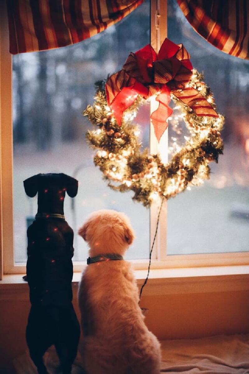 Featured image of post Quelle est la signification et la coutume de Noël ? Pourquoi y a-t-il un Père Noël ? Quelle est la relation entre 'Noël' et 'Saint Nicolas' ? Quelle est la signification des décorations de l'arbre de Noël ? Comment Noël est-il célébré dans différentes régions ? Pourquoi le Père Noël livre-t-il des cadeaux en traîneau tiré par des rennes à travers la cheminée ? Pourquoi les Japonais célèbrent-ils Noël en mangeant du KFC ? Pourquoi les Britanniques s'embrassent-ils sous le gui ?